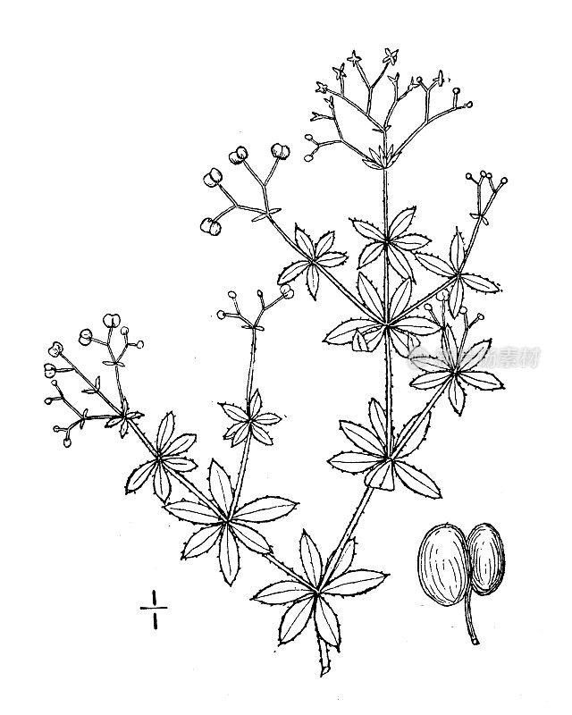 古植物学植物插图:Galium asprellum, Rough Bedstraw